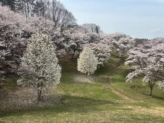 ふるさとの森公園風景画像その二