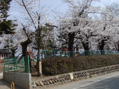 岩村田公園桜の開花画像