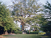 王城公園風景画像