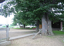 高柳公園風景画像