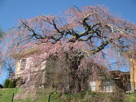 4月10日記念館と桜