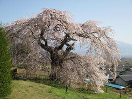 4月14日桜全体