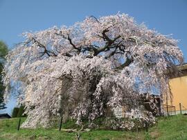 4月14日桜と記念館