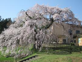 4月14日桜全体(北側から)