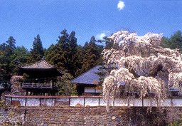 福王寺と枝垂桜