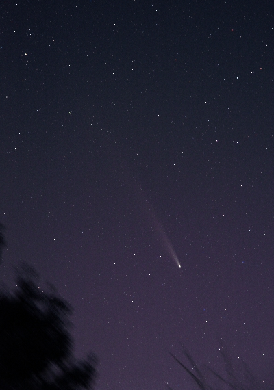 ZTF彗星の画像です。